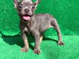 Blue Erkek Safkan French Bulldog