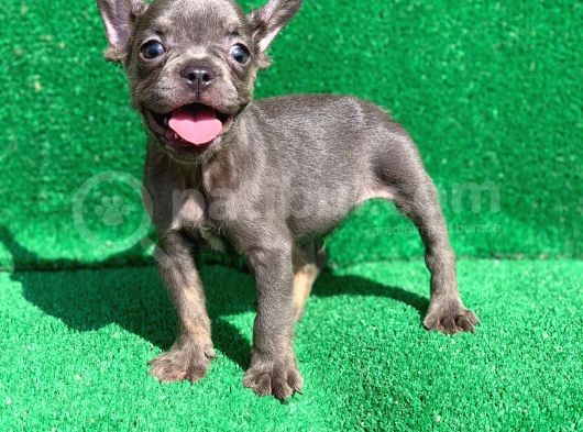 Blue Erkek Safkan French Bulldog görsel