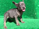 Blue Erkek Safkan French Bulldog