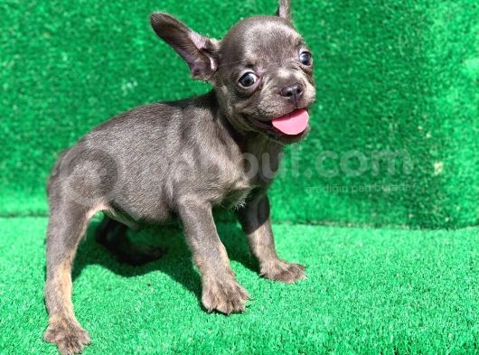 Blue Erkek Safkan French Bulldog görsel