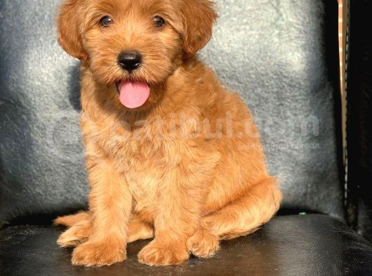 A Kali̇te Red Ve Apri̇cot Malti̇poo Yavrularimiz görsel
