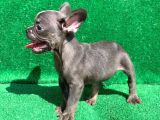 Blue Erkek Safkan French Bulldog