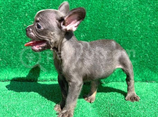 Blue Erkek Safkan French Bulldog görsel