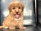 A Kali̇te Red Ve Apri̇cot Malti̇poo Yavrularimiz