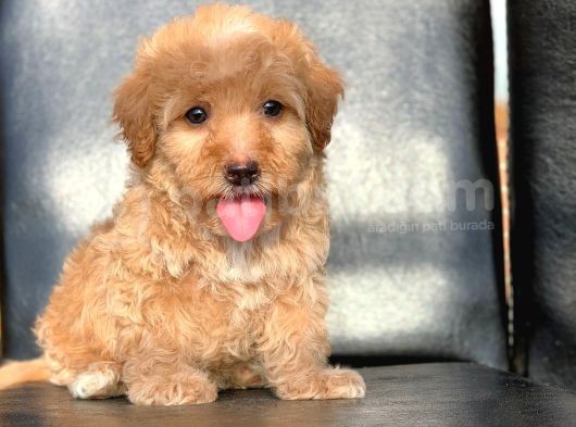 A Kali̇te Red Ve Apri̇cot Malti̇poo Yavrularimiz görsel