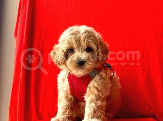 Dizayn Irk Sevimli Maltipoo Yavrular görsel