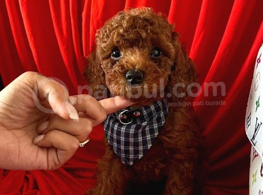 Red Brown Toy Poodle Yavrular