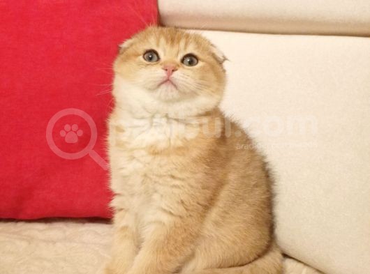 Üst Düzey Gen Hatti Scotthi̇s Fold Golden Di̇şi̇ Bebek