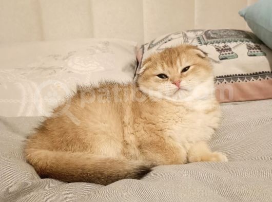 Üst Düzey Gen Hatti Scotthi̇s Fold Golden Di̇şi̇ Bebek görsel