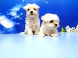 Maltese Terri̇er Yavru