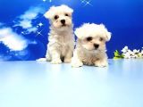Maltese Terri̇er Yavru