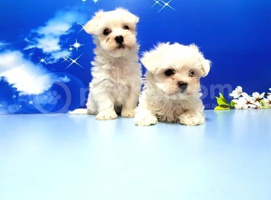 Maltese Terri̇er Yavru görsel