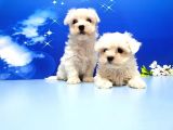 Maltese Terri̇er Yavru