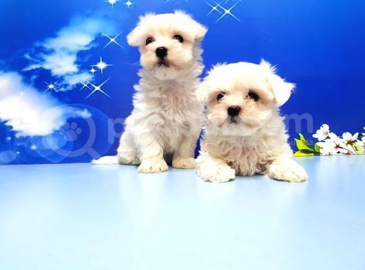 Maltese Terri̇er Yavru görsel