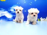 Maltese Terri̇er Yavru