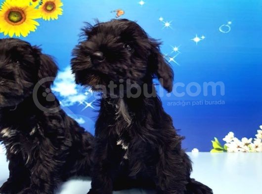 Minyatür Schnauzer Yavrular görsel