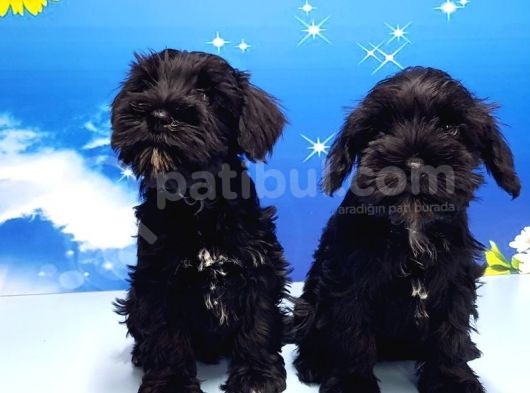 Minyatür Schnauzer Yavrular görsel