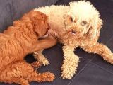 Anneliği Mükemmel Teacup Poodle