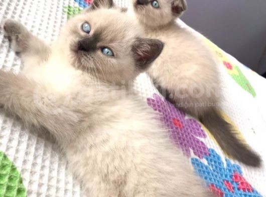 Scottish Blue Point Yavrularım Ailesini Arıyor görsel