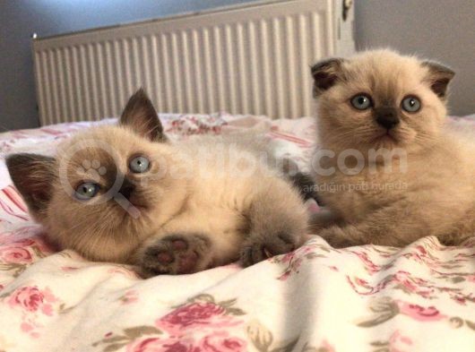 Scottish Blue Point Yavrularım Ailesini Arıyor görsel