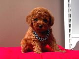 Safkan Toy Poodle Yavrularımız