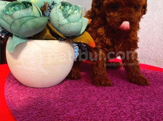 Ev Ortamında Büyüyen Toypoodle Bebekler görsel