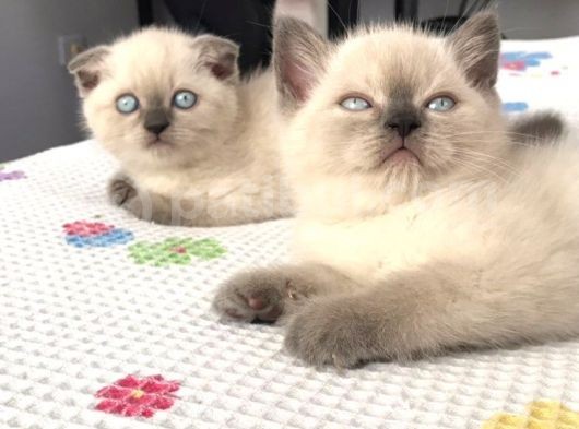 Scottish Blue Point Yavrularım Ailesini Arıyor