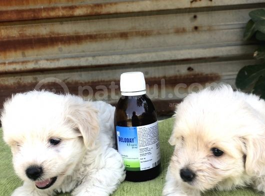 Birinci Sınıf Maltese Terrier Yavrularımız