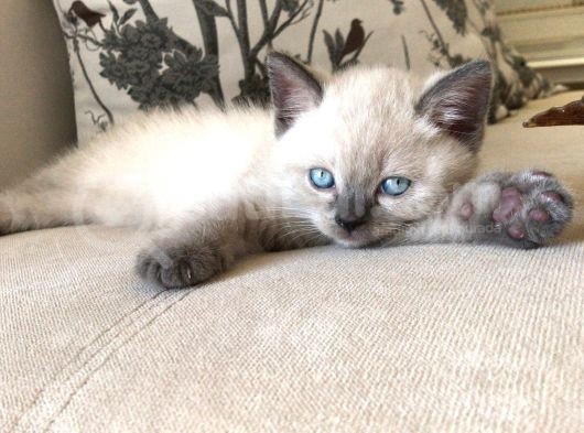 Scottish Blue Point Yavrularım Ailesini Arıyor görsel