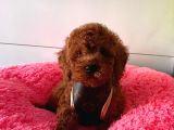 Safkan Toy Poodle Yavrularımız
