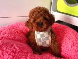 Safkan Toy Poodle Yavrularımız