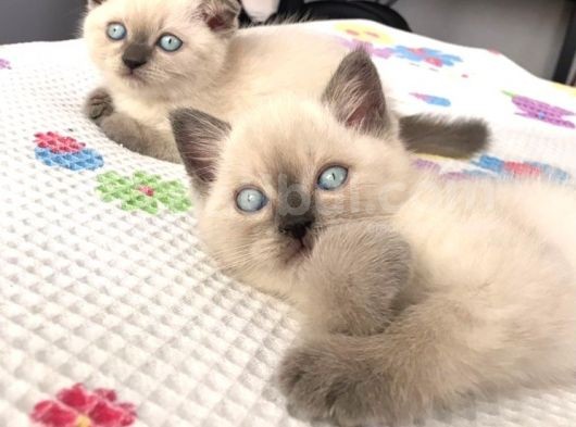 Scottish Blue Point Yavrularım Ailesini Arıyor görsel