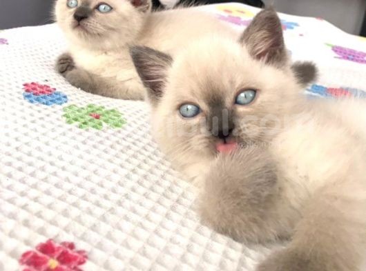 Scottish Blue Point Yavrularım Ailesini Arıyor görsel