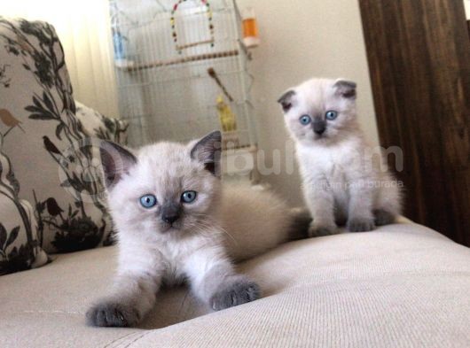 Scottish Blue Point Yavrularım Ailesini Arıyor görsel