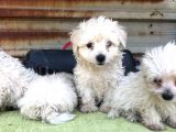 Birinci Sınıf Maltese Terrier Yavrularımız
