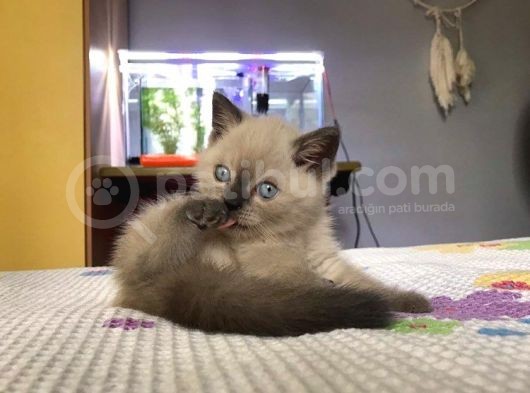 Scottish Blue Point Yavrularım Ailesini Arıyor görsel