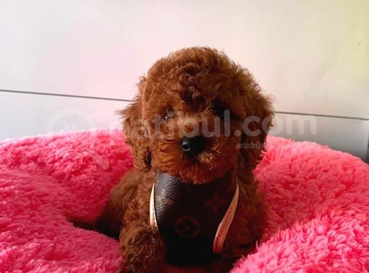 Safkan Toy Poddle görsel