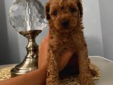 Ev Ortamında Büyüyen Toypoodle Bebekler
