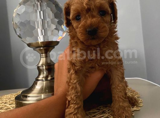 Ev Ortamında Büyüyen Toypoodle Bebekler görsel