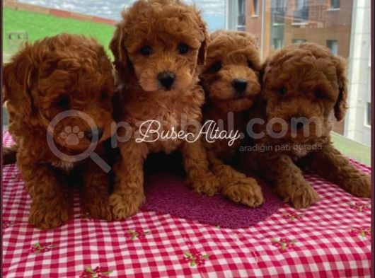 Ev Ortamında Büyüyen Toypoodle Bebekler