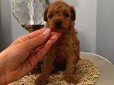 Ev Ortamında Büyüyen Toypoodle Bebekler