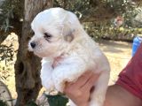 Çiftlikten Irk Garantili  Maltese Terier Yavrular