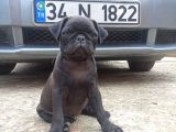 Gül Kuyruk Siyah Renk Safgan Pug Mops