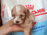 Baby Face Apri̇cot Malti̇poo Yavrularimiz
