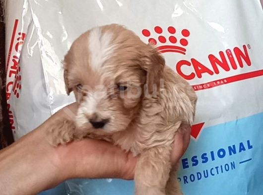 Baby Face Apri̇cot Malti̇poo Yavrularimiz görsel
