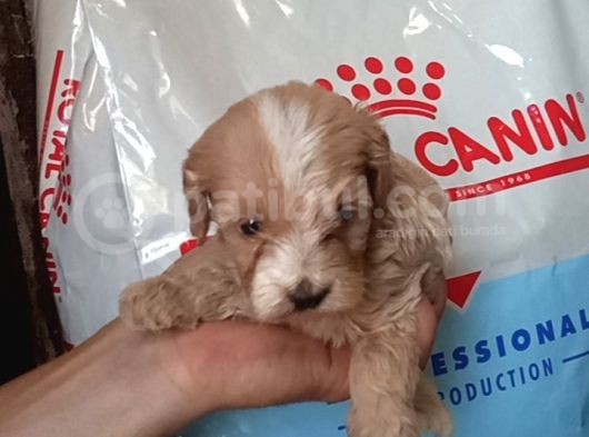 Hari̇ka Kali̇tede Pet Pasaportlu Malti̇poo Yavrularimiz görsel