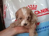 Hari̇ka Kali̇tede Pet Pasaportlu Malti̇poo Yavrularimiz