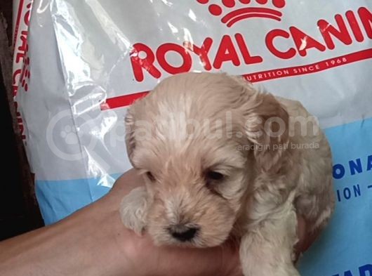 Muhteşemm Malti̇poo Yavrulari Mi̇kroçi̇pli̇ görsel