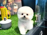 Aa Kalite Safkan  Pomeranian Oğlumuz