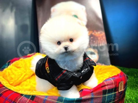 Aa Kalite Safkan  Pomeranian Oğlumuz